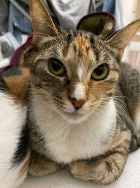 Close-up portrait of cat