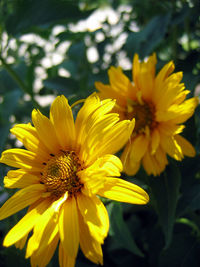 Close-up of yellow sunflower blooming outdoors