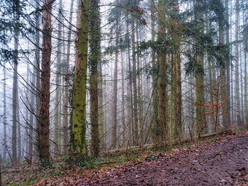 Pine trees in forest