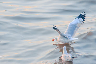 Seagulls flying over lake