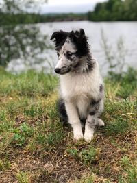Dog looking away on field