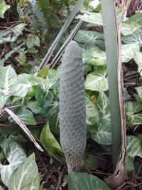 Close-up of lizard on ground