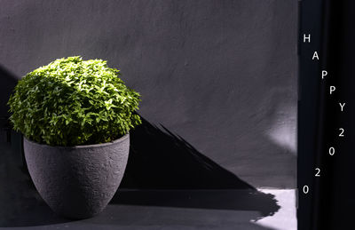 Close-up of potted plant on table