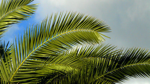 palm tree