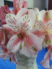 Close-up of flowers