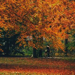 Trees in park during autumn