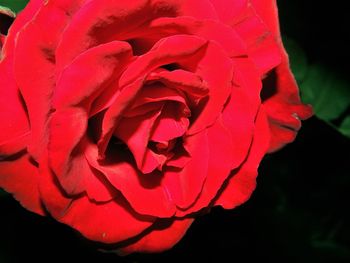 Close-up of red rose over black background