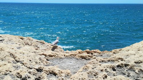 Scenic view of sea shore