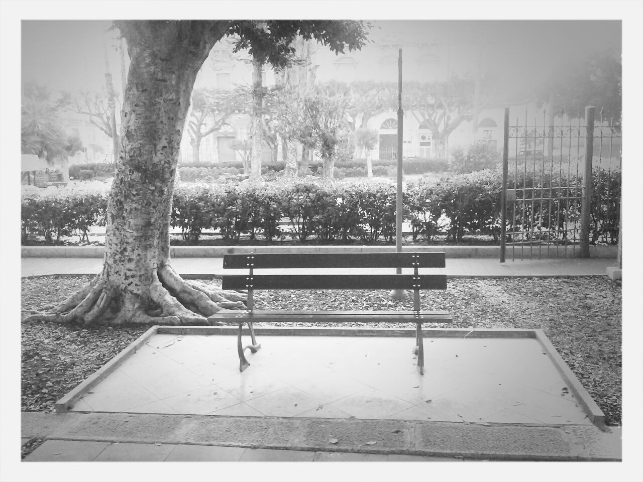 tree, transfer print, auto post production filter, window, glass - material, growth, park - man made space, indoors, built structure, day, railing, transparent, fence, sunlight, architecture, water, nature, no people, empty, building exterior