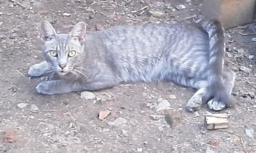 Portrait of cat lying down