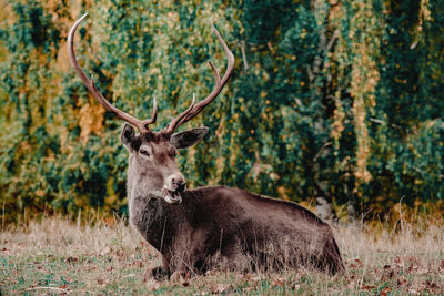 Portrait of a stag in the wild