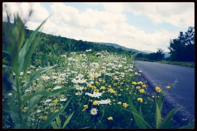 Plants growing on field