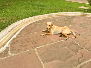 High angle view of dog sitting on floor by grassy field