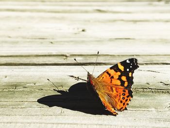 Butterfly on leaf