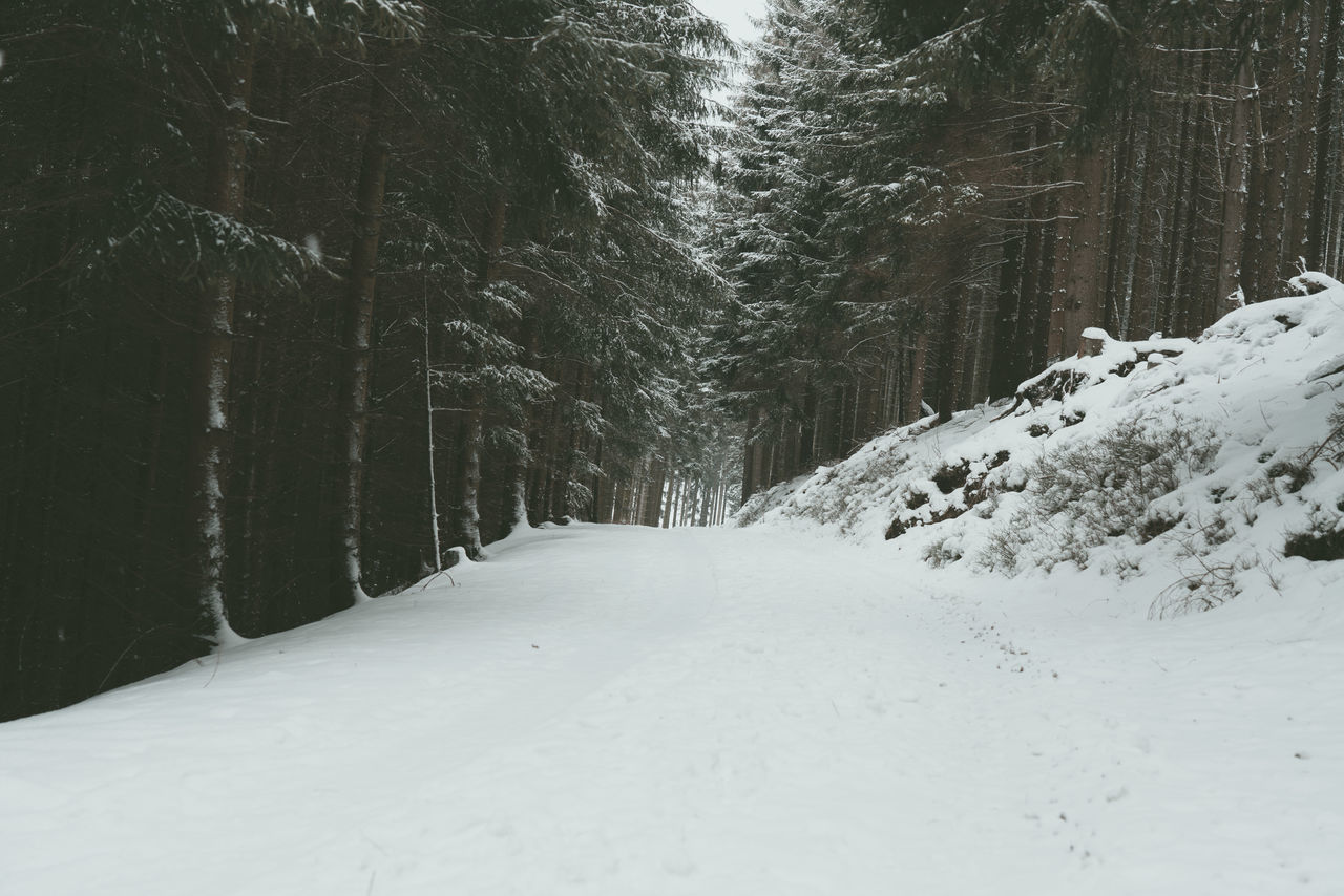 SNOW COVERED ROAD AMIDST TREES AT FOREST