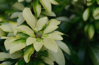 Close-up of plants