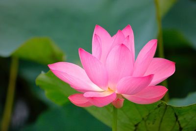 Close-up of lotus water lily