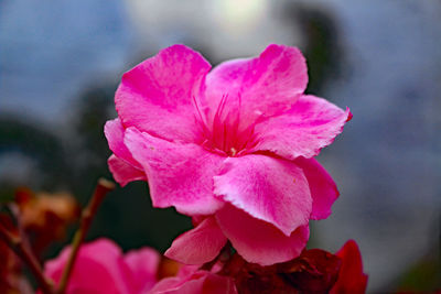 Close-up of pink rose