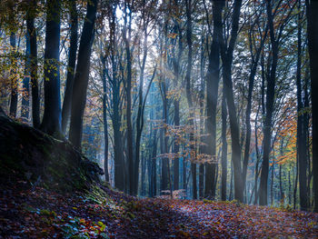 Sunlight streaming through trees in forest