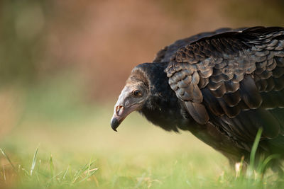 Close-up of a bird