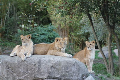 View of lion sitting on rock against trees