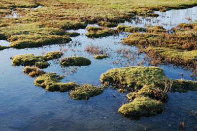Scenic view of sea, coast and vegetation or moss in between still water