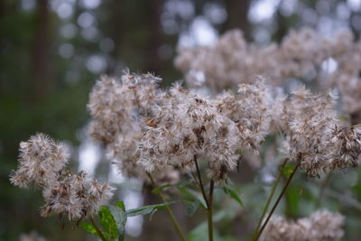 Close-up of fresh cherry blossom plant