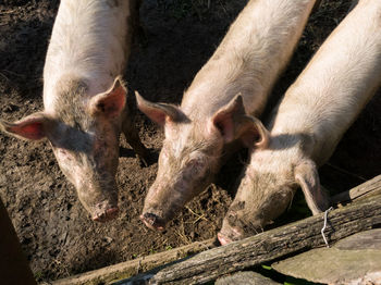 High angle view of an animal