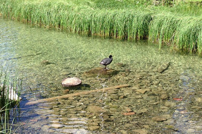 Birds in water