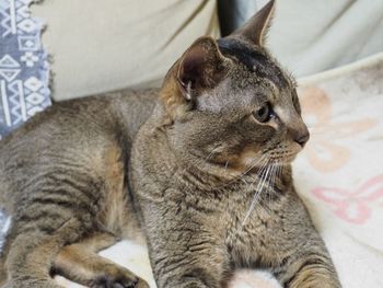 Close-up of cat sleeping