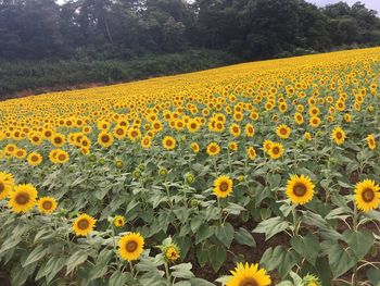 Sunflowers blooming in field