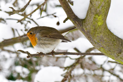 Close-up of bird perching on branch in winter