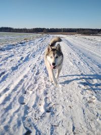 Dog on snow covered land