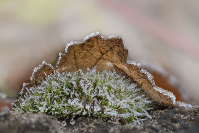 Close-up of frozen plant during winter
