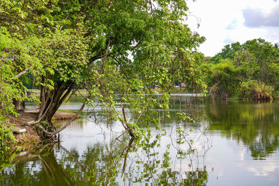 Scenic view of lake by trees against sky