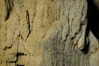 Close-up of tree trunk