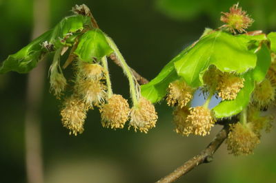 Close-up of insect on plant