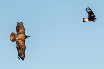 Low angle view of eagle flying against clear blue sky