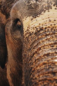 Close-up of elephant