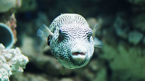 Close-up of fish swimming in sea