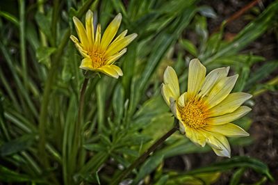 Close-up of yellow flower