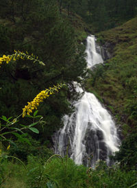 Scenic view of waterfall in forest