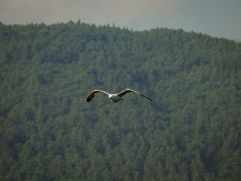 Bird flying over a mountain