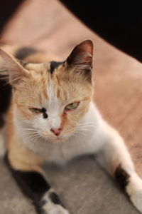 Close-up portrait of a cat