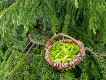 Close-up of pine cones on tree