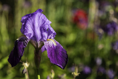 Close-up of purple iris flower