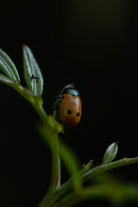 Close-up of ladybug on leaf