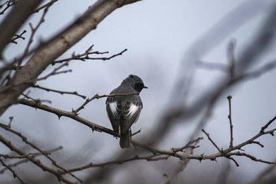 Low angle view of bird perching on branch