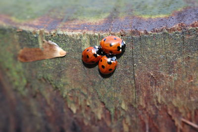 Close-up of ladybug on wall