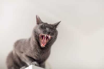 Close-up of cat yawning against white background